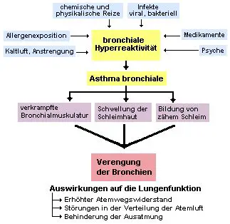 Pathologische Mechanismen bei Asthma bronchiale.
