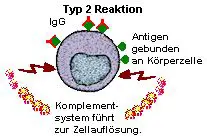 Das aktivierte Komplementsystem löst Zellmembranen auf.