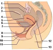 Längsschnitt zeigt die Lage der weiblichen Sexualorgane