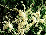 Blühende Traubensilberkerze - Cimicifuga racemosa