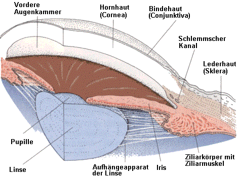 Schnittbild des Augapfels mit deutlicher Darstellung des Aufhängeapparates der Linse