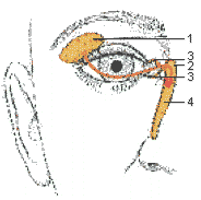 Schematische Darstellung der Trnenorgane 