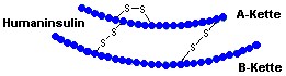 Aninosureketten beim menschlichen Insulin