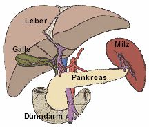 Die Bauchspeicheldrüse mit den umgebenden Organen
