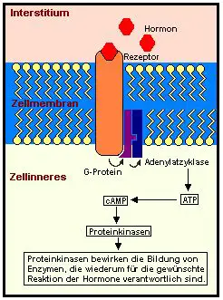 cAMP ist der "second messenger", der im Zellinneren für die gewünschte Hormonreaktion sorgt.
