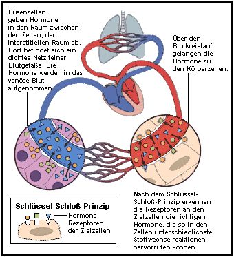 Freisetzung der Hormone in den Blutkreislauf und Bindung an die Zielzelle.