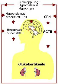 Hormoneller Regelkreis der Glukokortikoide