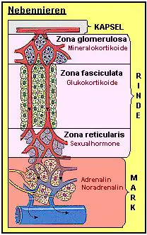 Im mikroskopischen Bild der Nebennieren werden die verschiedenen hormonproduzierenden Zonen deutlich.