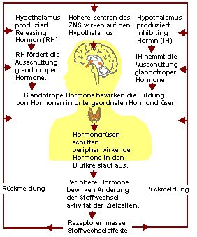 Hierarchische Struktur und hormonelle Regelkreise.