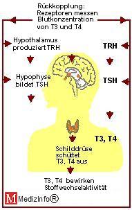 Regelkreis der Schilddrsenhormone