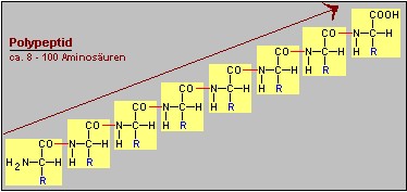 8 bis 100 zusammengekettete Aminosuren ergeben ein Polypeptid.