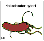 Helicobacter pylori