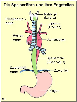 Die Passage von Kehlkopf, Aorta und Zwerchfell ist besonders eng