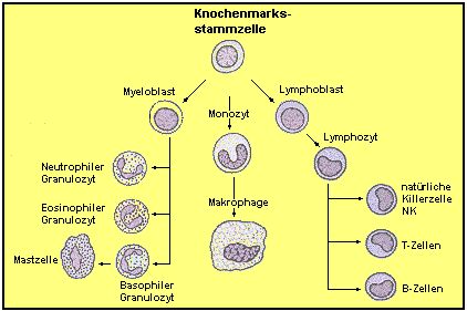 Die Abwehrzellen gehen alle von Stammzellen des Knochenmarks aus.