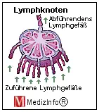 Ein Lymphknoten befindet sich am Zusammenfluß mehrerer Lymphgefäße.