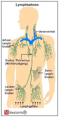 Lymphgefäße und Lymphbahnen