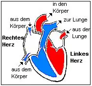 Rechtes und linkes Herz haben unterschiedliche Funktionen.