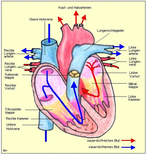 Der Herzmuskel versorgt zwei ineinandergreifende Kreisläufe mit Blut.