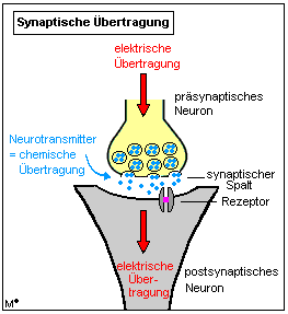 Chemische synaptische Übertragung