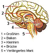 Großhirn, Kleinhirn, Brücke und verlängertes Mark bilden das Gehirn des Menschen.