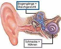 Ohr und Vestibularisapparat