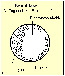 Trophoblast ist die innere Zellschicht der Keimblase