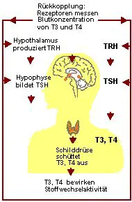 Regelkreis für die Schilddrüsenhormone T3 und T4.