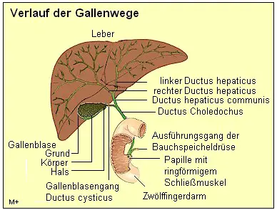 Gallenblase und Gallenwege