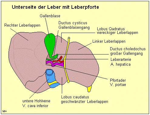 An der Unterseite der Leber befindet sich die Leberpforte