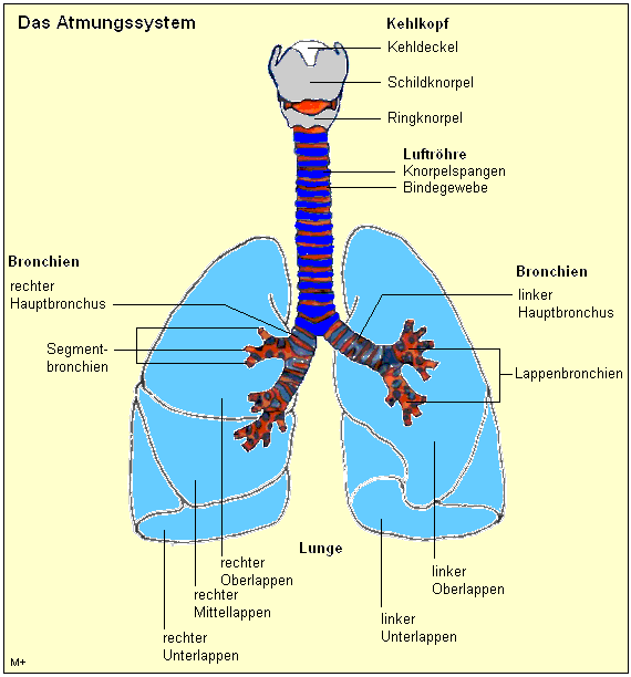 Darstellung der unteren Luftwege mit Kehlkopf, Luftröhre, Bronchien und Lungen