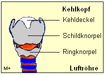 Der Kehlkopf besteht aus mehreren Knorpelstcken