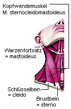 Kopfwendemuskel - M. sternocleidomastoideus