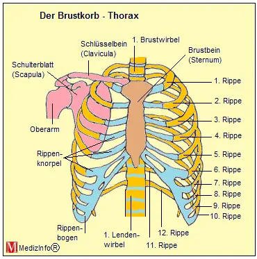 Der Brustkorb - Thorax