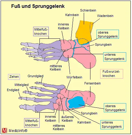 Anatomie von Fuß und Sprunggelenk