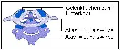 Atlas und Axis passen genau aufeinander
