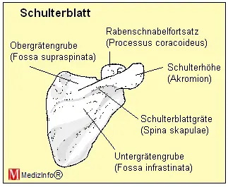 Schulterblatt