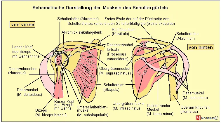 Schematische Darstellung der Muskeln des Schultergürtels