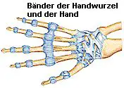 Bänder der Handwurzel und der Hand