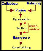 Harnsurebiosynthese