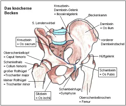 Das Becken verbindet Wirbelsule und Beine miteinander.