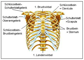 Die Wirbelsäule trägt Brustkorb, Schulterblatt und Arme.