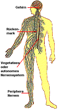 Der Körper ist von einem Geflecht von Nervenzellen durchzogen, die Bewegung und innere Funktionen steuern.