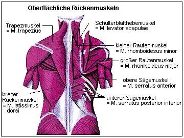 Oberflächliche Rückenmuskeln