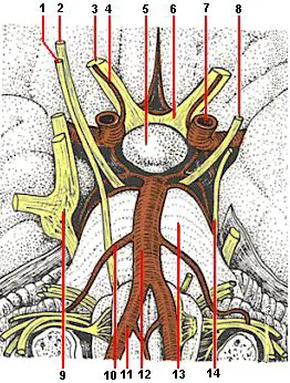Nerven und Arterien im Bereich der Sehnervenkreuzung