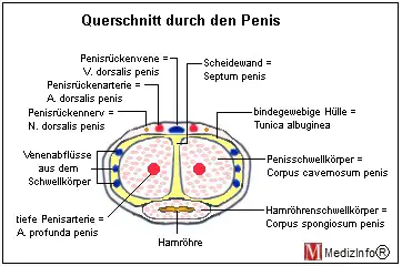 Querschnitt durch den Penis