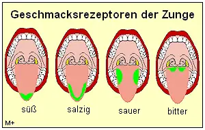 Geschmacksrezeptoren der Zunge